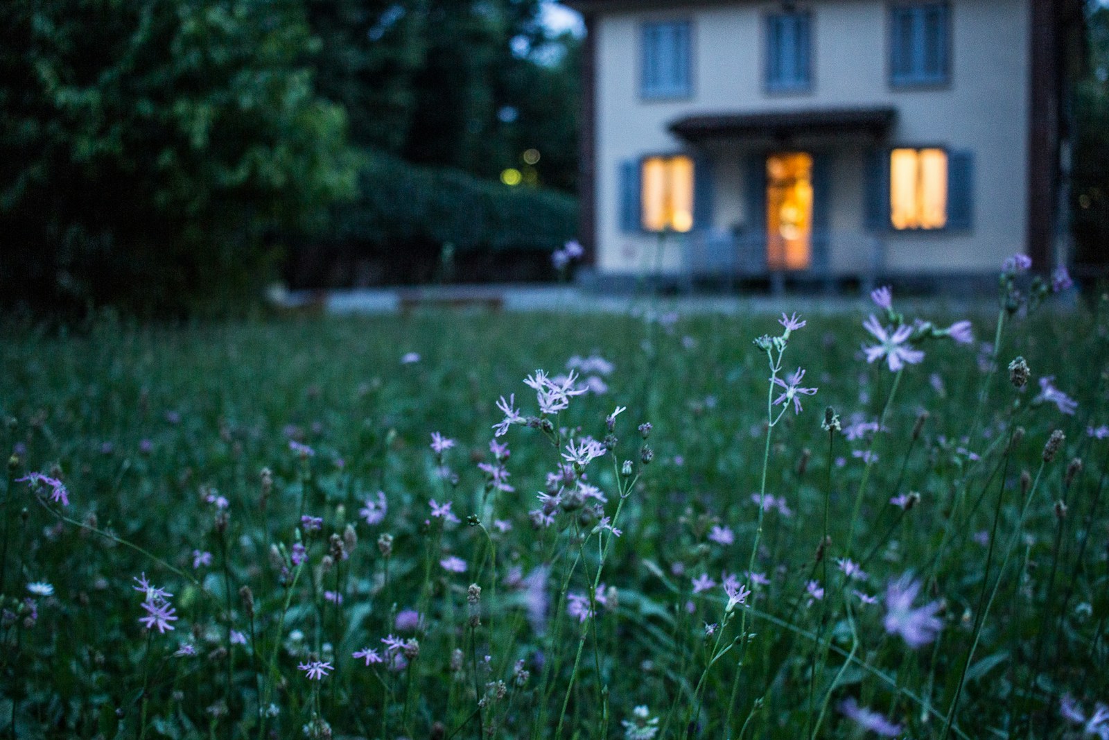 field of purple flower beside house, Home Inventory spring